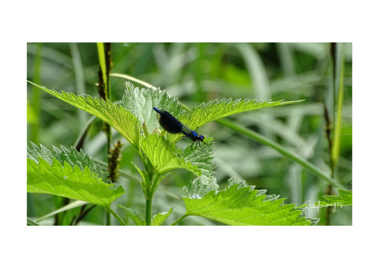 Un insecte noir sur une feuille verte, entouré d'herbes.
