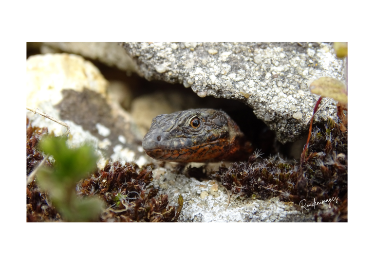 Lézard caché sous une roche, avec des détails de sa peau.