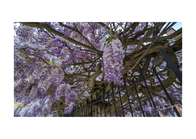 Vigne de glycine en fleurs suspendue au-dessus d'une barrière en fer.