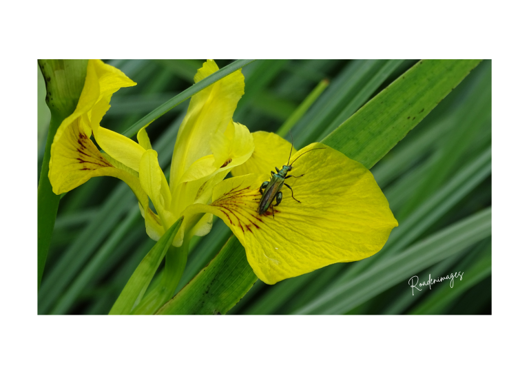 Fleurs jaunes avec un insecte posé sur l'une d'elles, entourées de feuilles vertes.