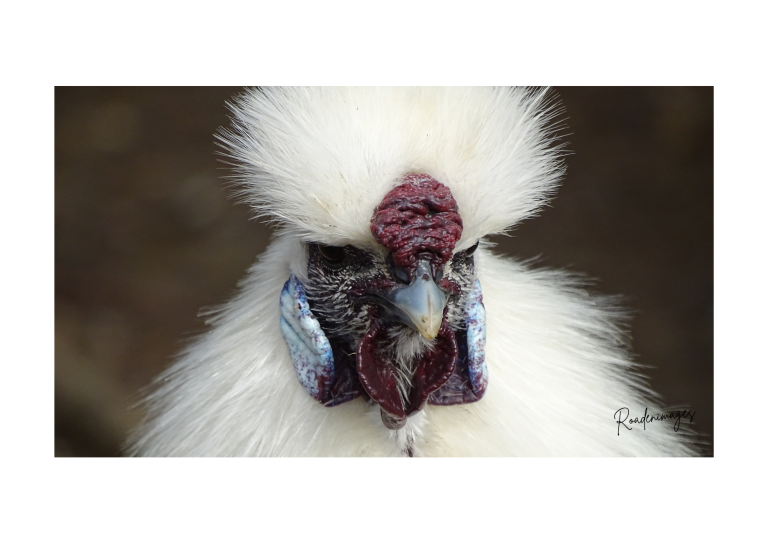 Coq de race Silkie avec plumage blanc et crête rouge distinctive.