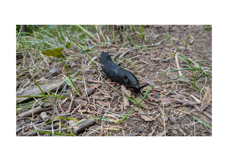 Etrange réglisse Limace noire rampante sur un sol recouvert de brindilles et d'herbe.