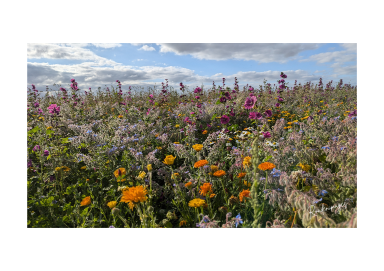 Champs de fleurs sauvages colorées sous un ciel nuageux.